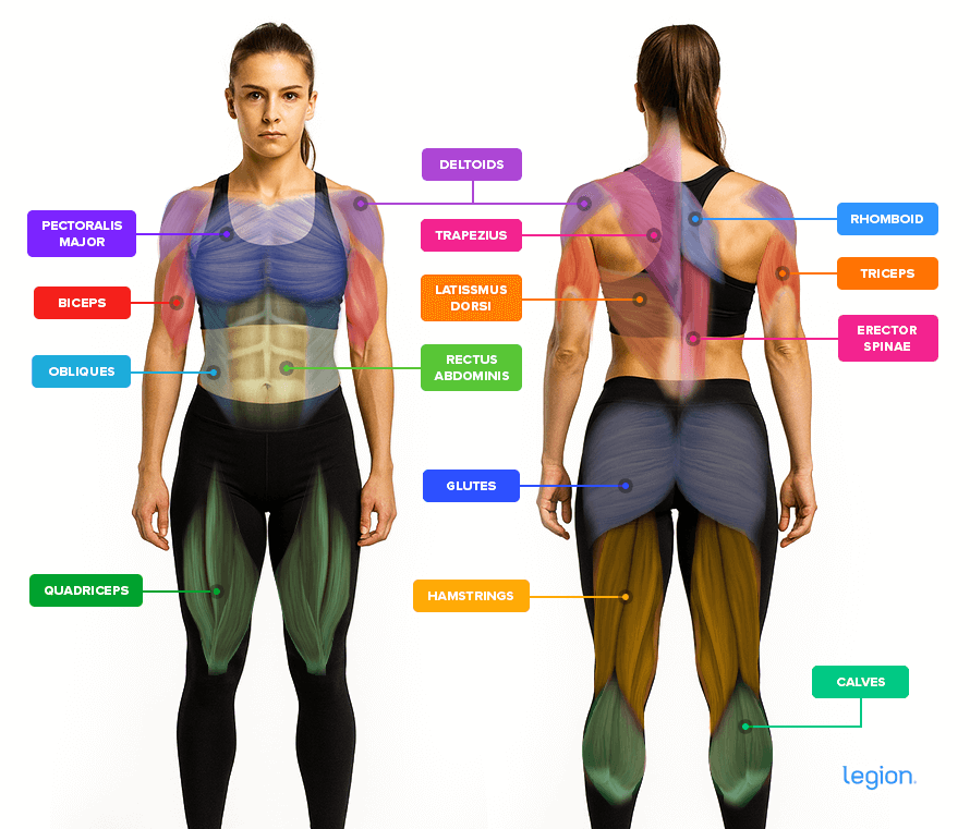 Effective Full Body Workouts for Women: Build Strength & Muscle