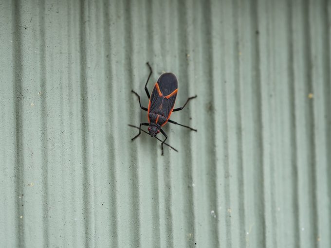 Identifying Red & Black Bugs Infesting Your Home: A Comprehensive Guide