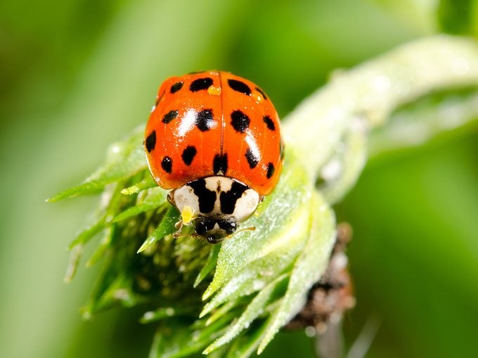 Identifying Red & Black Bugs Infesting Your Home: A Comprehensive Guide