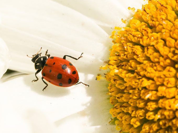 Identifying Red & Black Bugs Infesting Your Home: A Comprehensive Guide