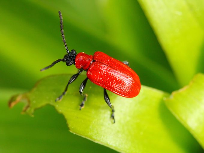 Identifying Red & Black Bugs Infesting Your Home: A Comprehensive Guide
