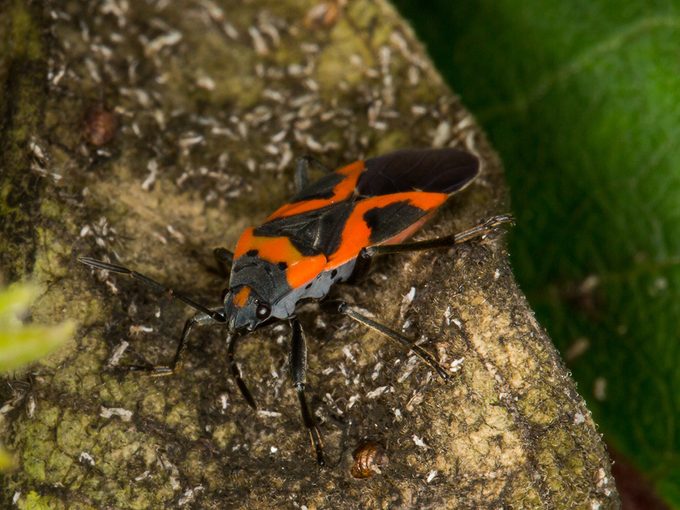 Identifying Red & Black Bugs Infesting Your Home: A Comprehensive Guide