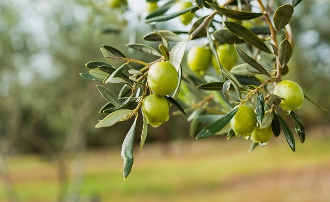 Why Fresh Olives Are Rare: The Truth About Olive Availability