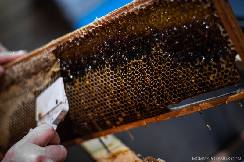 Bee Propolis: 6 Proven Benefits & DIY Tincture Recipe