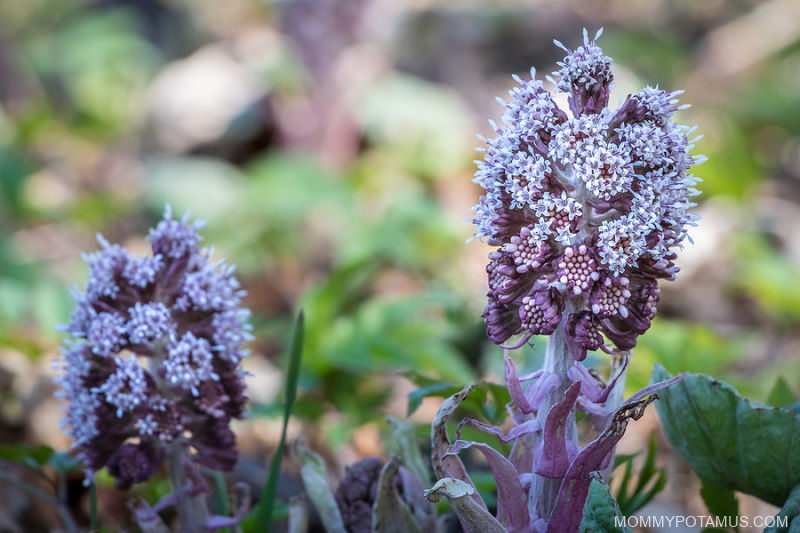 Natural Allergy Relief: 6 Effective Home Remedies