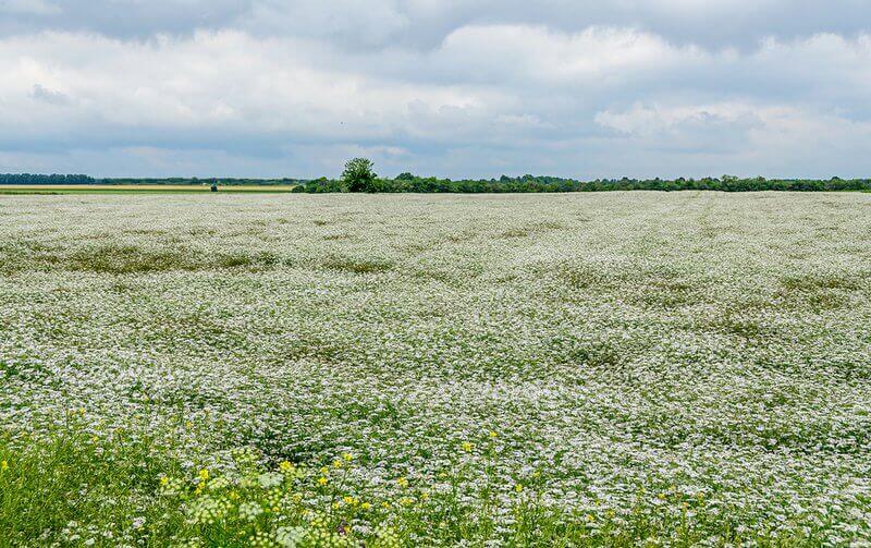 Yarrow: History, Benefits & Culinary Uses - A Comprehensive Guide