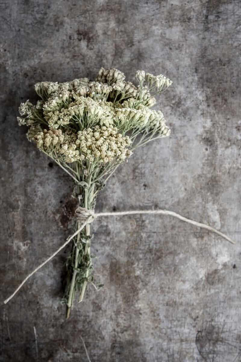 Yarrow: History, Benefits & Culinary Uses - A Comprehensive Guide