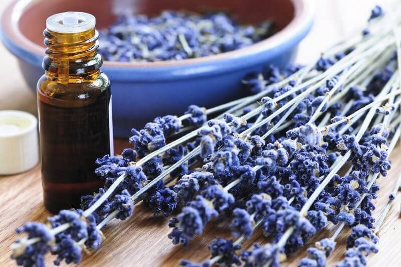 Lavender Oil and Hormone Balance: Separating Fact from Fiction