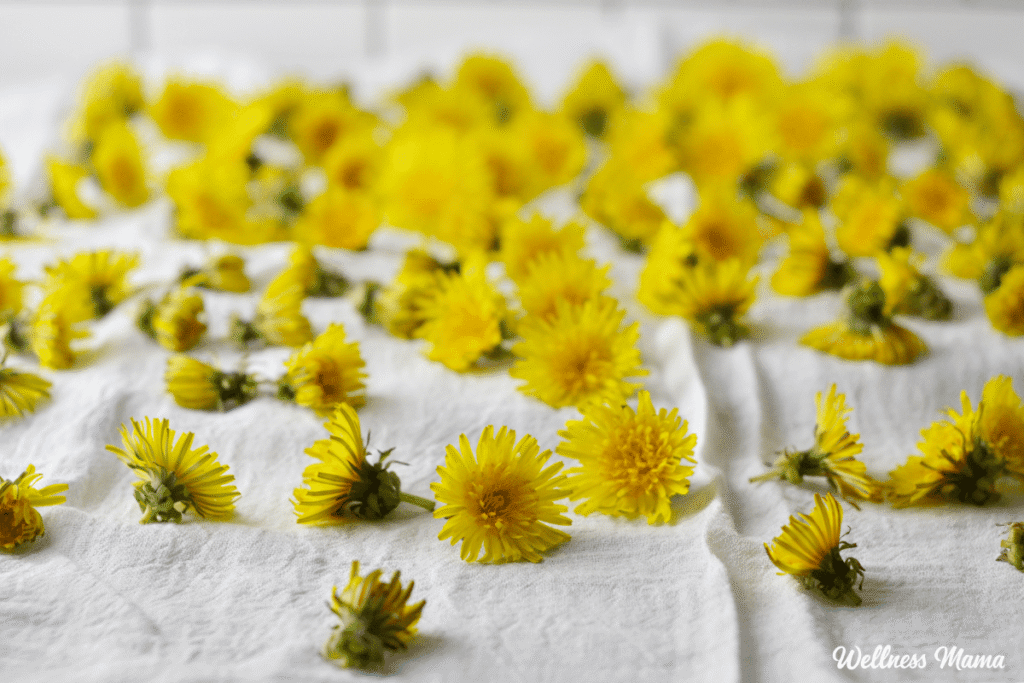 Dandelion Salve for Sore Muscles and Healthy Skin: A DIY Guide