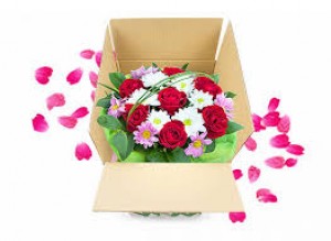 Harness Sunlight:Bæredygtig blomsterdyrkning og mere