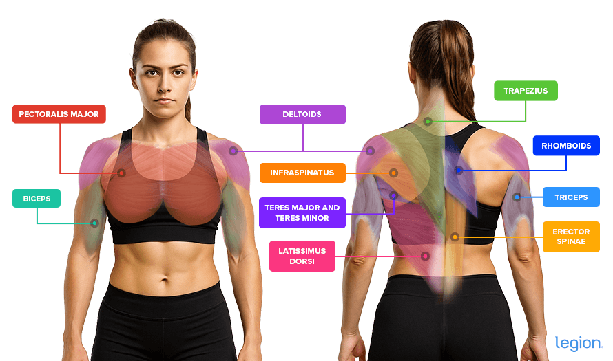 Entraînement efficace du haut du corps pour les femmes :développer la force et la définition 
