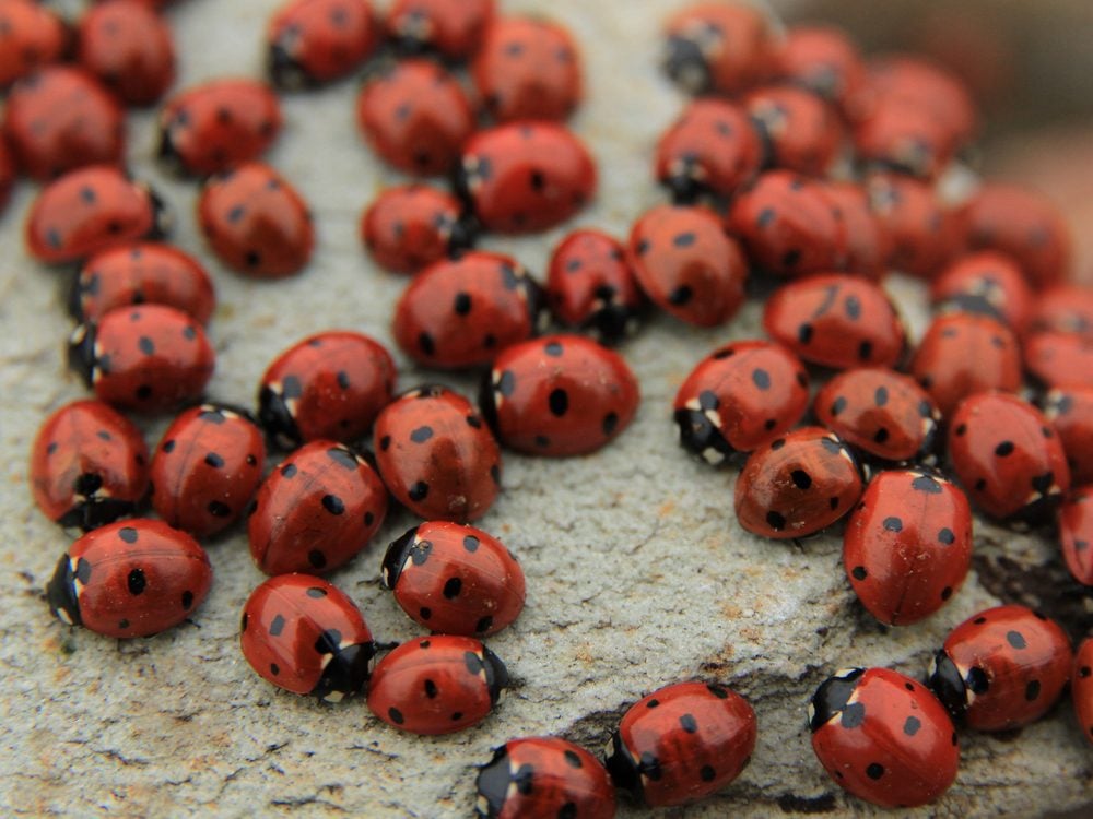 Protégez votre maison :Prévenir les infestations de coccinelles – Un guide complet 