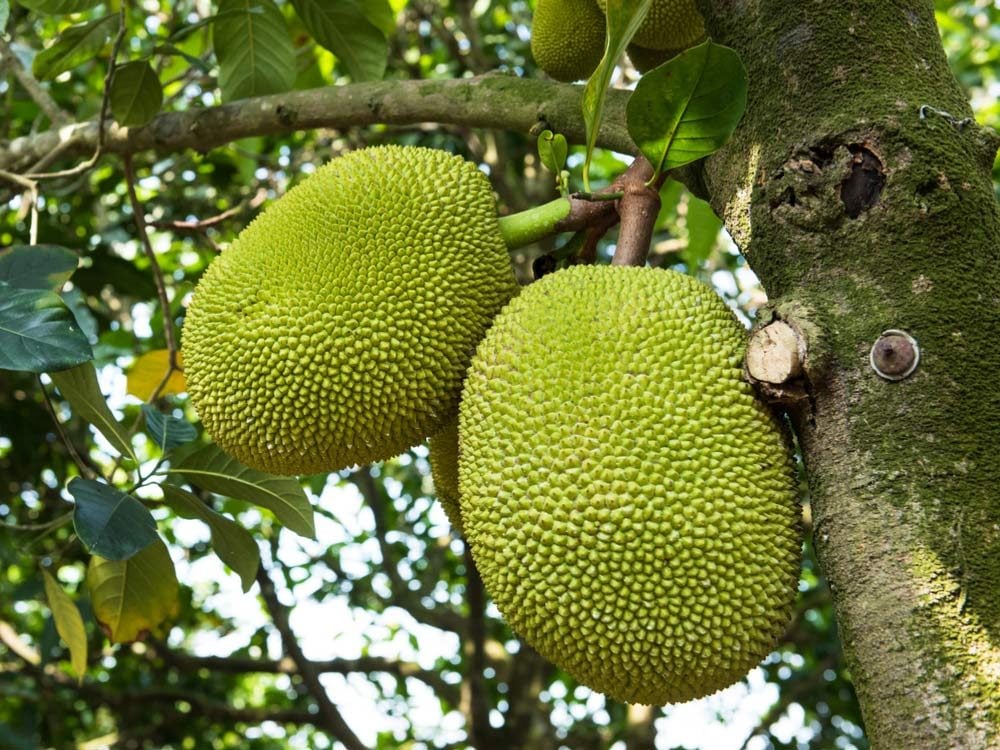 Jaca:o melhor substituto da carne – benefícios e usos 
