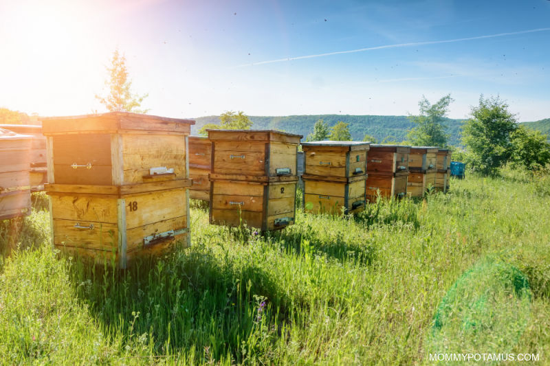 Propolis d abeille :6 avantages prouvés et recette de teinture DIY 