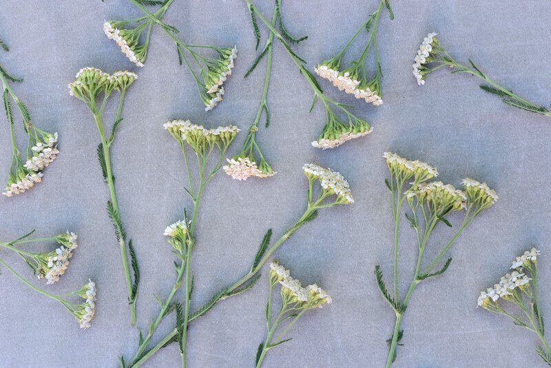 Yarrow :histoire, avantages et utilisations culinaires - Un guide complet 