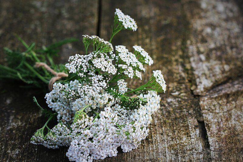 Yarrow :histoire, avantages et utilisations culinaires - Un guide complet 
